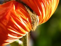 Mohn 001.JPG